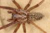 Eratigena atrica